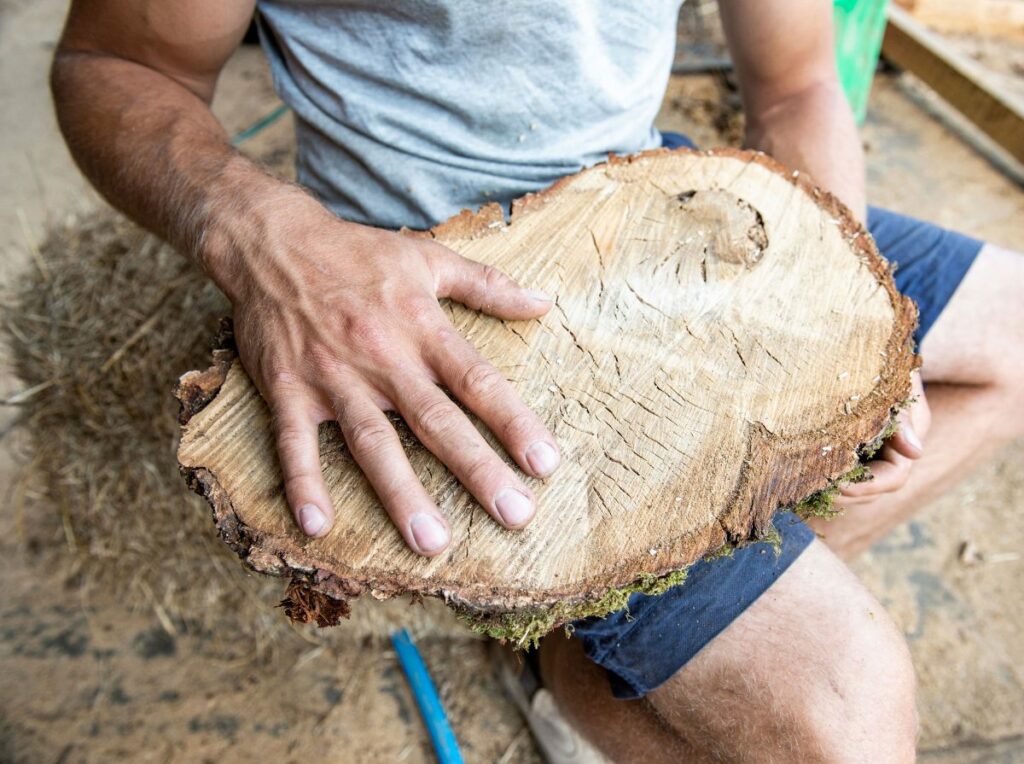 oak tree slice